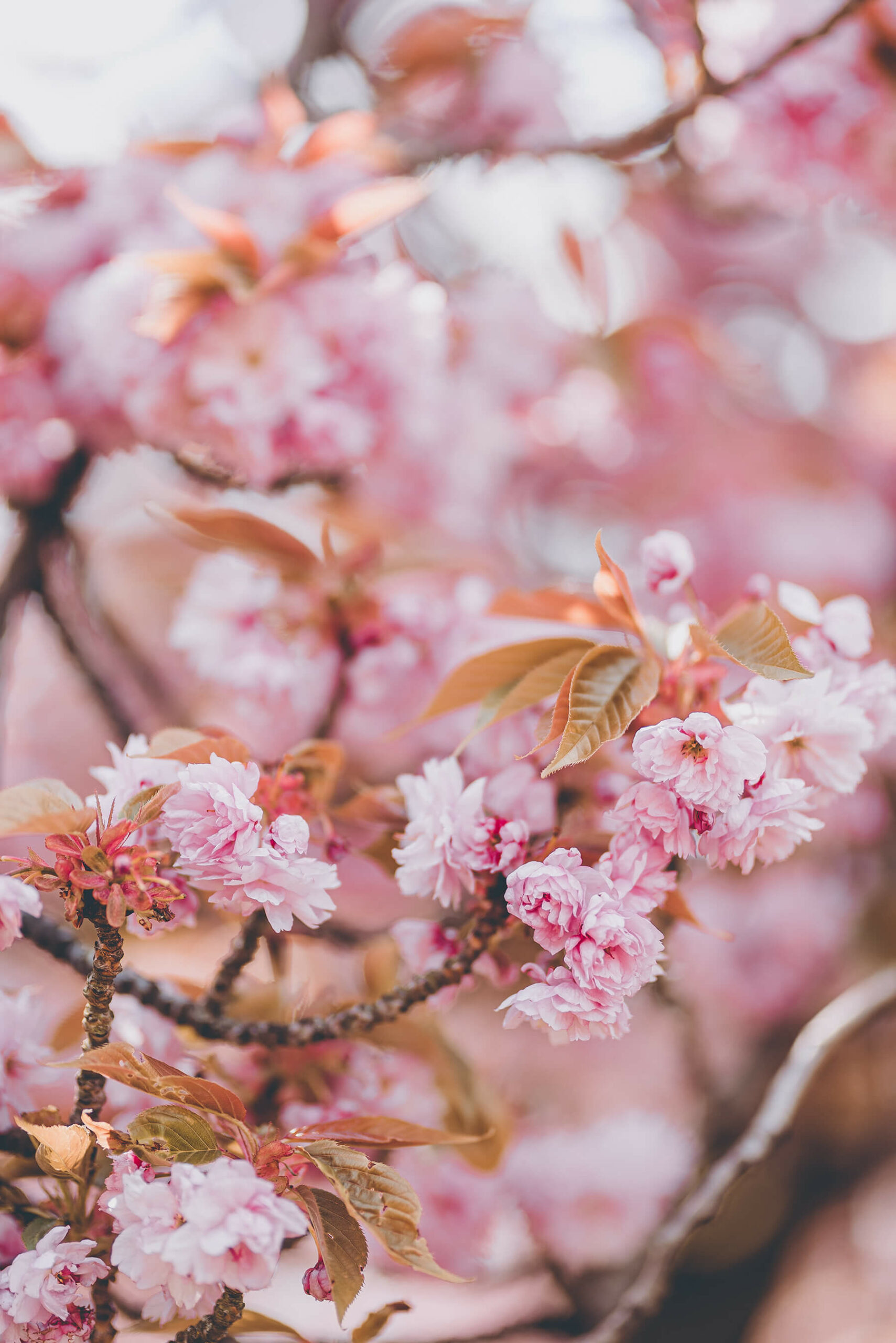 Shooting photo Hanami sous les cerisiers en fleurs