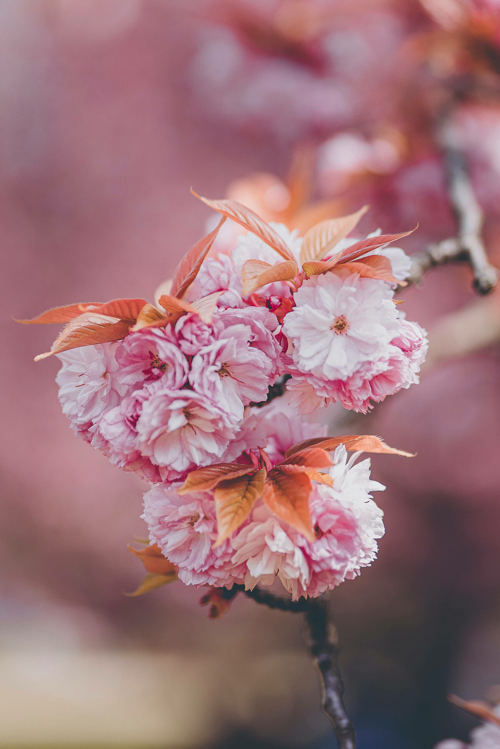 Fleurs de cerisier en gros plan